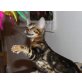 BENGALKATER MADOX, Bengalkatze - Kater