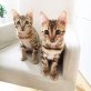 BENGALKATER ZWEI STÜCK!!!, Bengalkatze - Kater
