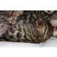 BENGALKATER und BENGAL KATZE, Bengalkatze - Kater