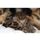 BENGALKATER und BENGAL KATZE, Bengalkatze - Kater