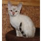 BENGALKATER und BENGAL KATZE, Bengalkatze - Kater