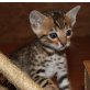 BENGALKITTEN OF WHITE CREEK, Bengalkatze - Kater