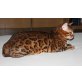 BENGALKITTEN OF WHITE CREEK, Bengalkatze - Kater