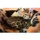 BENGALKITTEN OF WHITE CREEK, Bengalkatze - Kater