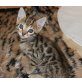 BENGALKITTEN OF WHITE CREEK, Bengalkatze - Katze