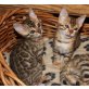 BENGALKITTEN OF WHITE CREEK, Bengalkatze - Katze