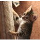 BENGALKITTEN ZU OSTERN ABGABEBEREIT!!!!, Bengalkatze - Kater