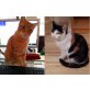 BENI&LILI(DRINGEND!!), Tierschutz - Kater