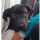 BENITO 3, Shar-Pei-Mix - Rüde