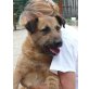 BENJI (FIL) sucht dringend ein Lebensplatzerl - Rüde
