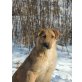 BENJI, Notpfoten aus Rumänien - Rüde