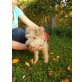BENJI (kris-hu) sucht ein liebevolles Zuhause - Rüde