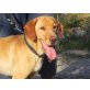 BENNO - Pflegestelle Vorarlberg, aktiver, freundlicher Labrador-Spaniel-Mix - Rüde