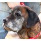 BENNY 16, Pflegestelle Wien, Boxer-Mix - Rüde