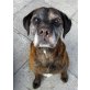 BENNY 16 - Pflegestelle Wien, unkomplizierter BOXER-Mix Oldie - Rüde