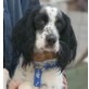 BENNY 17 - Pflegestelle Niederösterreich, wunderschöner anhänglicher Spaniel-Setter-Mix - Rüde