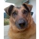 BENNY 5, Pflegestelle Salzburg, KUSCHELBÄR - lieber Schäfer-Collie - Rüde