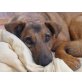 BENNY 5, Pflegestelle Salzburg, Schäfer-Collie-Mix - Rüde