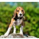 BENNY, Pflegestelle Burgenland, putziger, verspielter Beagle - Rüde
