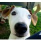 BENTLEY, Jack-Russell-Terrier - Rüde