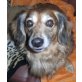 BENY 7, Pflegestelle Niederösterreich, Schmuser und Couch-Hund - Langhaardackelmix - Rüde