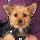 BERNARDA - Linares, Yorkshire-Terrier-Mischling, kastriert - Hündin