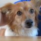 BERNIE - Linares, Welsh-Corgi-Mischling, kastriert - Rüde
