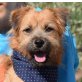 BERRY - Ubeda, Border-Terrier-Mischling - kastriert - Rüde