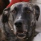 BERTA, Bardino-Mix, kastriert, ca. 3 Jahre - Hündin