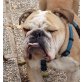 BERTA, Englische Bulldogge  - Hündin