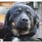 BERTA - SANFTE SEELE IM TIERHEIM, Berner Sennenhund - Hündin