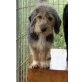BERTI, Petit Griffon Vendeen - Rüde