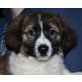 BERTL, Spaniel/Spitzmix,Pflegestelle Nö Welpen - Rüde