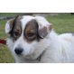 BESS, Sheltie Mischling - Rüde