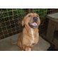 BESSI 4, Pflegestelle Steiermark, Labrador Staff Mix - Hündin