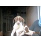 BETA, Jagdhund Welpen - Rüde