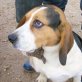 BETHOVEN, Beagle, ca. 1 Jahr, kastriert - Rüde