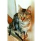 BETI & LARA, Tierschutz - Katze