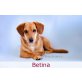 BETINA, Pinscher/Beagle Mischling - Hündin