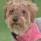 BETO - Linares, Yorkshire-Terrier-Mischling, kastriert - Rüde