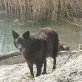 BETSY, MIX - Hündin