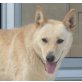 BETTINA, Pflegestelle Wien, Spitz-Mix - Hündin