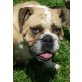 BETTY 5, Englische Bulldogge - Hündin