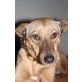 BETTY, Podenco - Hündin