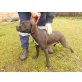 BETTY (kris-hu) unsere liebe Boxermischlingda - Hündin