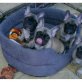BETÄUBUNG FRENCH BULLDOG PUPPIES FOR SAL, Französische Bulldogge - Rüde