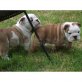 BETÄUBUNG KC REGISTEREDENGLISH Bulldogge Welp, Englische Bulldogge - Rüde