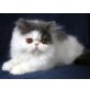 BEVERLY HILL, Perser - Katze