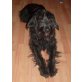 BEVI, Pflegestelle Niederösterreich, intelligente, bewegungsfreudige Schnauzermix - Hündin