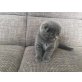BHK., Britisch Kurzhaarkatze - Katze